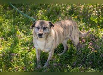 WILSON - der ruhige und bedächtige Senior mit der zarten Seele sucht ein liebevolles Zuhause