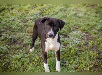 Chip-Nr.: 261357 - ich möchte zusammen mit meinen Menschen die Welt erobern!