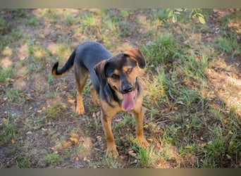 NICO - lernen, toben, kuscheln, mit meiner Familie und mit Artgenossen spielen - das wünsch ich mir!