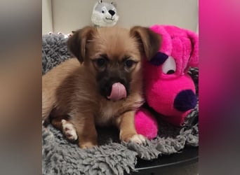 Welpe CANDY - wer spielt, lernt und kuschelt mit mir und lässt mich nie mehr alleine?