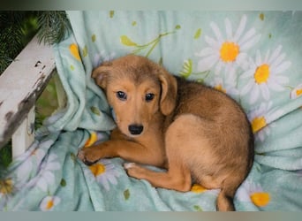 Welpe IBU - kuscheln, schmusen, lernen... schenkst du mir ein Zuhause?