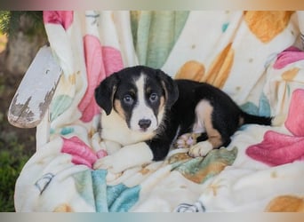 Welpe MIRCO - der kleine Schatz freut sich darauf, mit seinen Menschen die Welt zu entdecken!