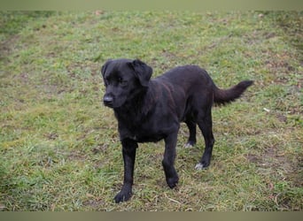 ARNE - der goldige, liebe Rüde freut sich sehr auf sein eigenes Zuhause!