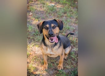 NICO - lernen, toben, kuscheln, mit meiner Familie und mit Artgenossen spielen - das wünsch ich mir!