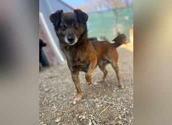 Internes Zuordnungsmerkmal 11J - wer zeigt dem süßen Kerlchen, wie schön ein Hundeleben sein kann?