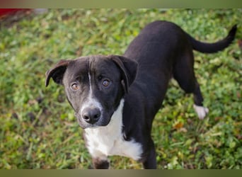 Chip-Nr.: 261357 - ich möchte zusammen mit meinen Menschen die Welt erobern!