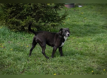 RUDI - trotz meiner Rasse wünsche ich mir ein liebevolles Zuhause...