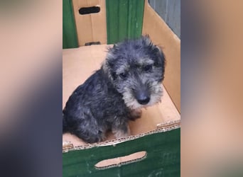 Chip-Nr. 2366551 - das kleine Welpenmädchen hätte so gerne einen tollen Namen und ein Zuhause