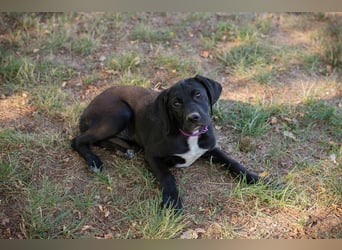 Chip 278072 - Junghündin sucht Familie und einen Namen