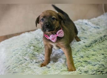 Welpe AMBER - knuddeln, lernen, spielen - schenkst du mir dein Herz und ein Zuhause?