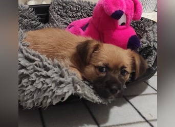 Welpe CANDY - wer spielt, lernt und kuschelt mit mir und lässt mich nie mehr alleine?