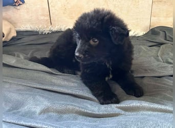 Welpe Chip Nr. 275371 - der kleine Racker freut sich auf tolle Abenteuer mit seinen Menschen