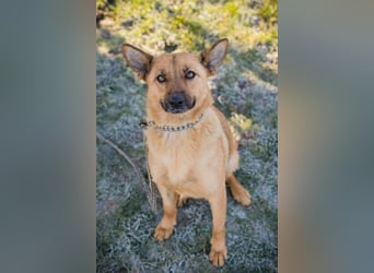 ROSALINA - die süße Hündin träumt von einem tollen Für-Immer Zuhause