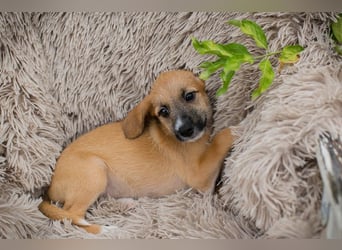 Welpe Chip-Nr. 289268 - toben, rennen, spielen - ich freue mich auf ein tolles Hundeleben!