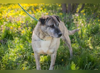 WILSON - der ruhige und bedächtige Senior mit der zarten Seele sucht ein liebevolles Zuhause