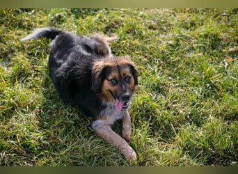 NAMIRA - die lebhafte, aktive Hündin ist nichts für Couchpotatos :-)