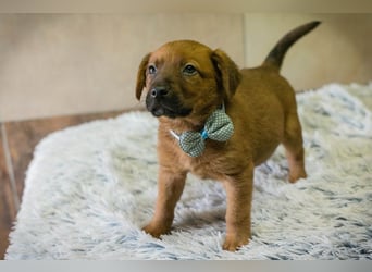 Welpe DINERO - der kleine Racker freut sich auf ein tolles Leben mit seinen Menschen!