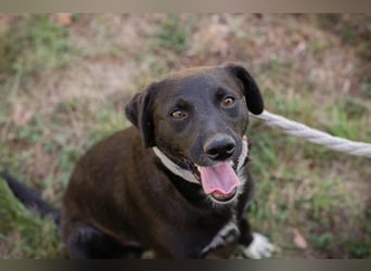 Chip 264832 - Junghund auf der Suche nach seiner Familie