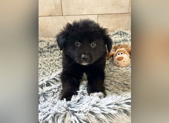 Welpe Chip-Nr. 264925 - kleiner "Dreikäsehoch" sucht liebevolle Heimat.