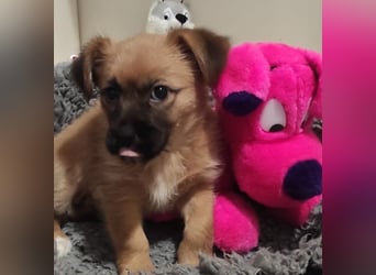 Welpe CANDY - wer spielt, lernt und kuschelt mit mir und lässt mich nie mehr alleine?