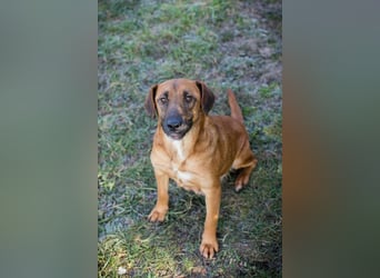 HAZEL - ich freue mich auf ein tolles Leben mit meinen Menschen!