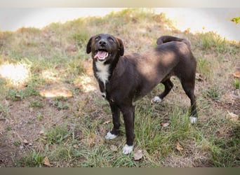 Chip 264832 - Junghund auf der Suche nach seiner Familie