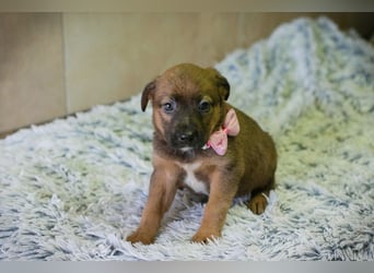 Welpe AMBER - knuddeln, lernen, spielen - schenkst du mir dein Herz und ein Zuhause?