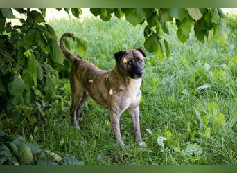 WILSON - der ruhige und bedächtige Senior mit der zarten Seele sucht ein liebevolles Zuhause