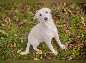 KIMANI - ich bin aufgeschlossen, munter und aktiv und suche eine unternehmungslustige Familie