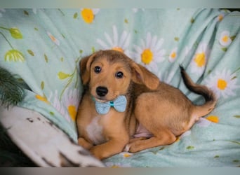 Welpe IBU - kuscheln, schmusen, lernen... schenkst du mir ein Zuhause?