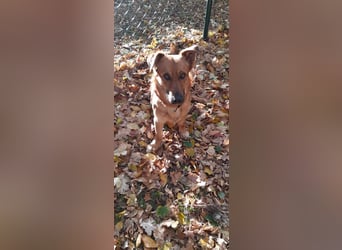 FOXY - ich wünsche mir eine liebevolle Familie, die mir zeigt wie schön ein Hundeleben sein kann...