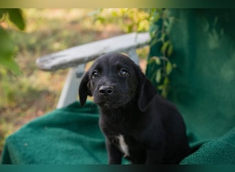 Welpe Chip Nr. 289407 - wenn ich groß bin möchte ich ein richtiger Familienhund sein!