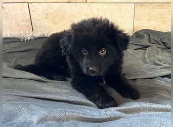 Welpe Chip Nr. 275371 - der kleine Racker freut sich auf tolle Abenteuer mit seinen Menschen