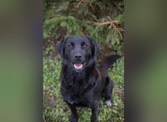 ARNE - der goldige, liebe Rüde freut sich sehr auf sein eigenes Zuhause!