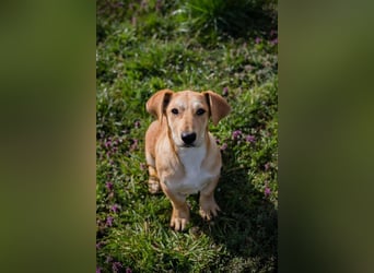 Welpe ELIZA - wenn ich groß bin möchte ich eine richtige Familienhündin sein...