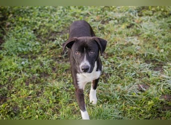 Chip-Nr.: 261357 - ich möchte zusammen mit meinen Menschen die Welt erobern!