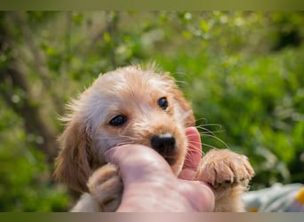 Welpe ULLI - schenkst du mir dein Herz und ein liebevolles Zuhause?