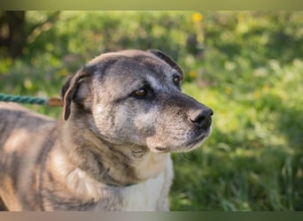 WILSON - der ruhige und bedächtige Senior mit der zarten Seele sucht ein liebevolles Zuhause