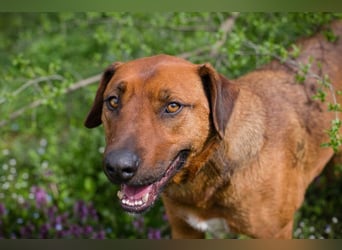 RUSTY - der aktive Rüde liebt die Nähe zu den Menschen und er freut sich, wenn er lernen darf