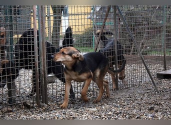 LARA - die soziale Hündin ist noch zurückhaltend und sucht hundeerfahrene Menschen