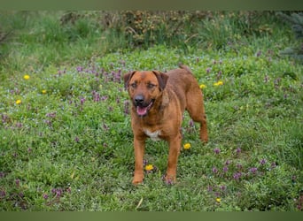 RUSTY - der aktive Rüde liebt die Nähe zu den Menschen und er freut sich, wenn er lernen darf