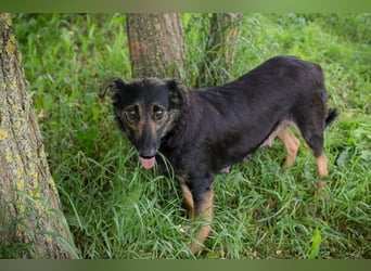 ALANI - die süße Maus ist aktiv, offen, neugierig und lernt sehr gerne!