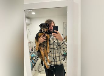 SKIBBY - ich möchte spielen + kuscheln und suche Familienanschluss mit großem Garten