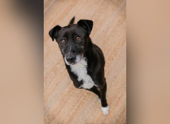 FIDO - der aufgeschlossene Rüde freut sich auf tolle Abenteuer mit seinen Menschen
