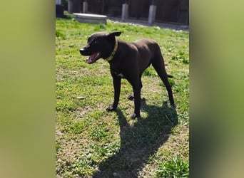 Internes Kennzeichen 25L - für diese aktive Junghündin suchen wir eine unternehmungslustige Familie!