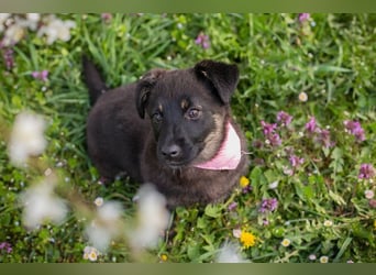 Welpe SOPHIA - das fröhliche Mädchen möchte so gern eine richtige Familienhündin sein!