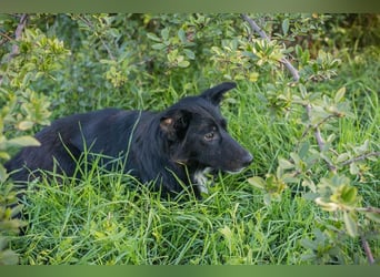 ROSIE - diese wunderbare Begleiterin sucht ein liebevolles Für-Immer Zuhause