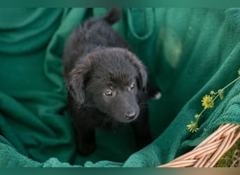Welpe MONDO - lernen, spielen, knuddeln - wer schenkt mir ein tolles Zuhause?
