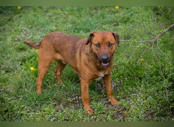 RUSTY - der aktive Rüde liebt die Nähe zu den Menschen und er freut sich, wenn er lernen darf
