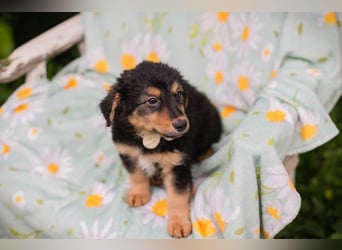 Welpe TIMO -wenn ich groß bin möchte ich ein richtiger Familienhund sein!